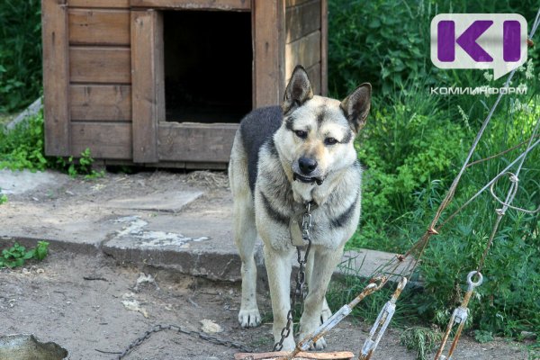 За убийство одной собаки и причинение увечий другой перед судом предстанет житель Ижемского района