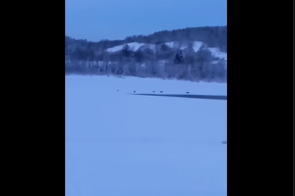 В Емву пришли волки 