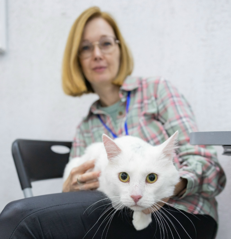 После фестиваля "Пойдем домой" в Сыктывкаре четыре кошки из зоны СВО обрели хозяев

