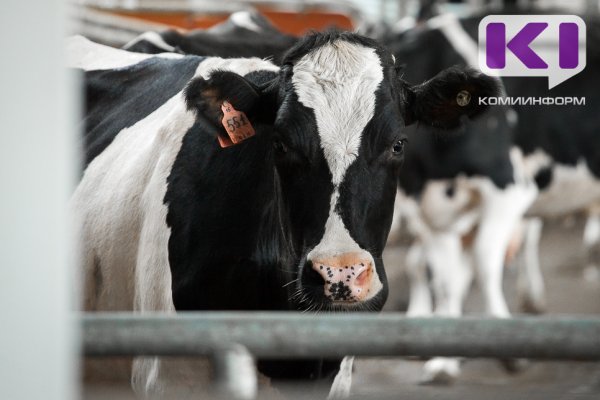 Ижемец предстанет перед судом за попытку хищения почти 30 кг говядины