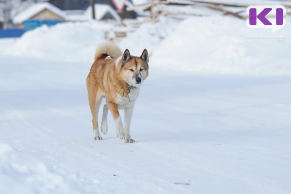 В Печоре владелица выпущенного на самовыгул пса выплатит покусанной им пенсионерке компенсацию морального вреда