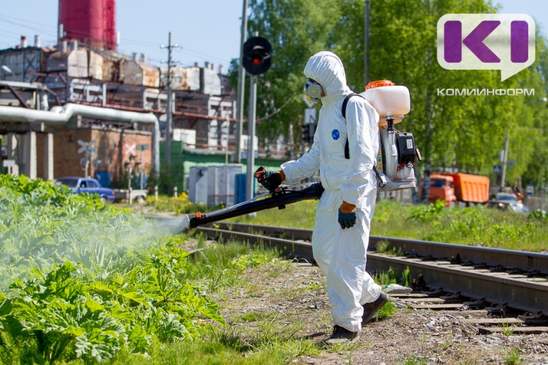 В Минсельхозе Коми напомнили о новых штрафах за борщевик
