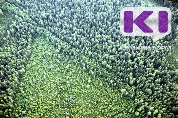 В Коми площадь лесовосстановления и лесоразведения превышает площадь вырубленных и погибших лесов