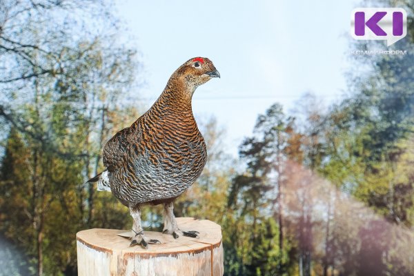 Популяция тетеревиных птиц в Национальном парке 