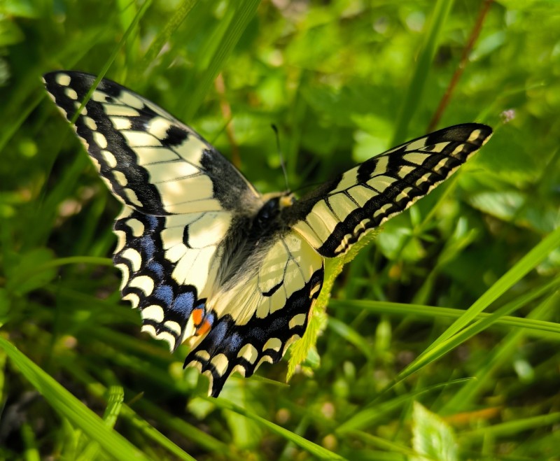 Благодаря мониторингу в Коми обнаружен редкий кречет и получены новые данные по северному оленю
