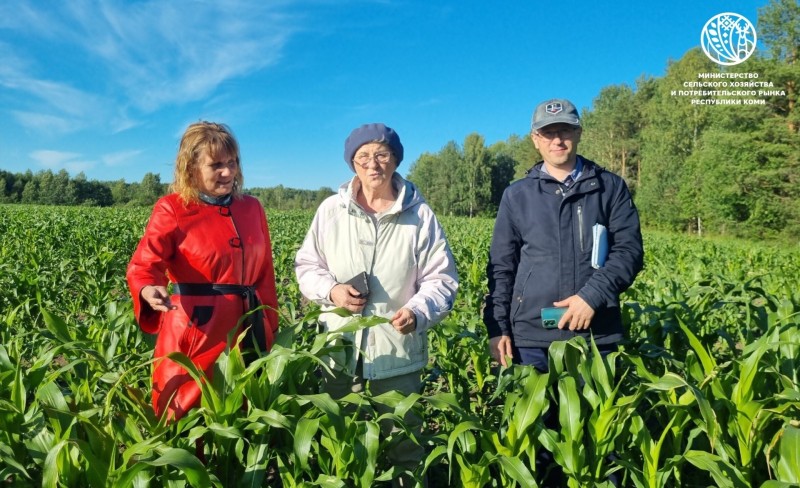 Коми пробует новые культуры для развития растениеводства и кормопроизводства