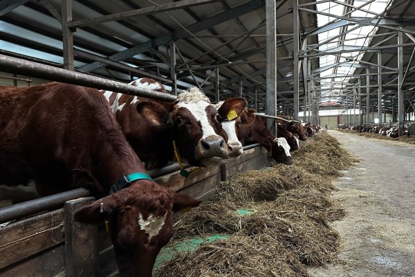 Господдержка помогает мясо-молочным производствам Коми достигать положительную динамику 