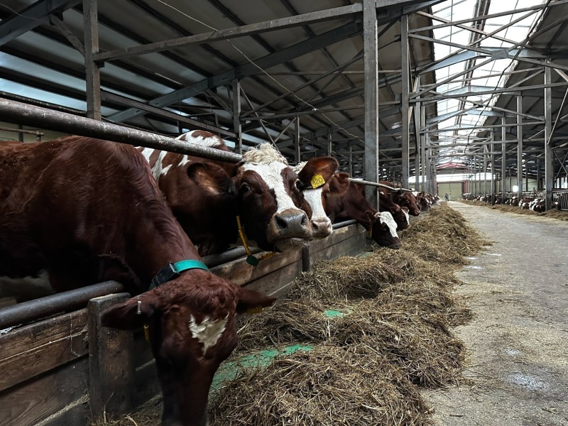 Господдержка помогает мясо-молочным производствам Коми достигать положительную динамику 