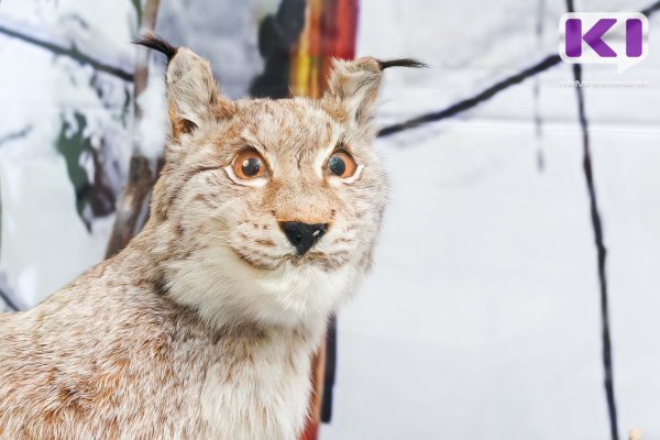 Фактов незаконной добычи и торговли редкими животными в Коми в 2025 году не зафиксировано