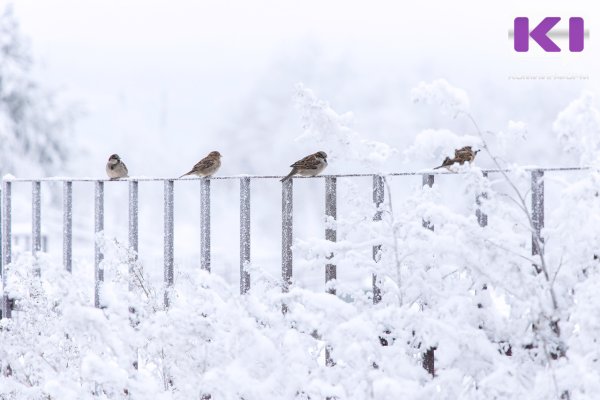 Погода в Коми 14 января: на севере мороз до -28°С