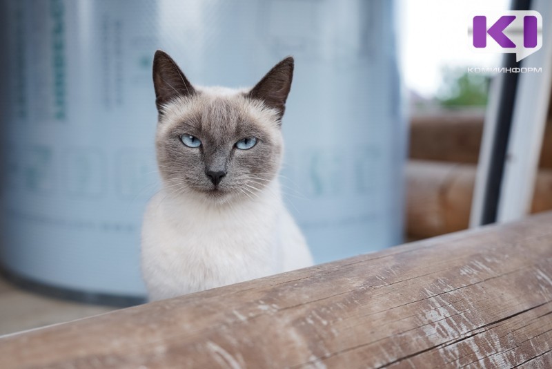 Комитет Госдумы одобрил проект о введении учета и маркировки домашних животных