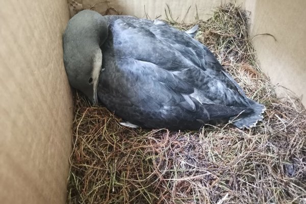 Спасенной в Коми краснокнижной гагаре нужна помощь: продолжается сбор средств