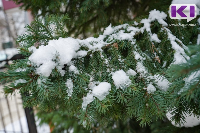 Более 5 тысяч ёлок заготовлено легально: итоги операции "Ель-2026" в Коми