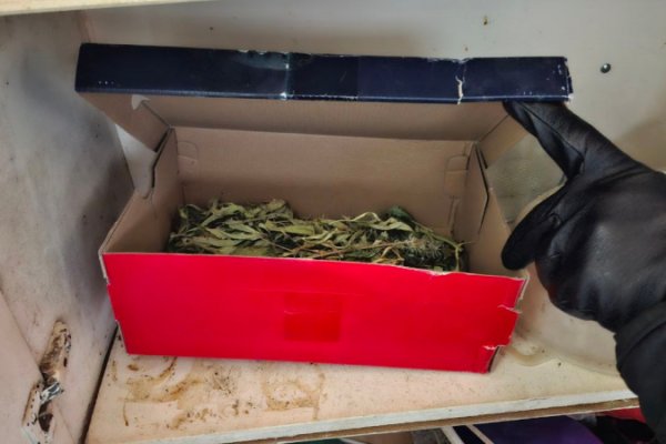 В Усть-Вымском районе полицейские изъяли свыше 1 кг конопли из гаража местного жителя