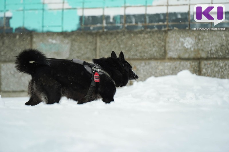 Сотрудники "СПАС-КОМИ" в Ухте спасали собаку