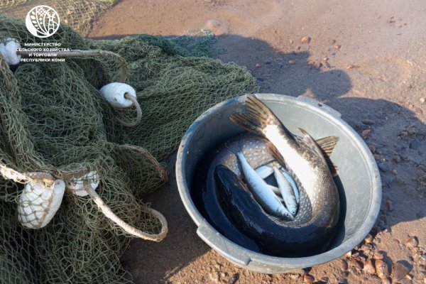 С 2026 года в Коми предоставляются дополнительные меры господдержки для развития аквакультуры