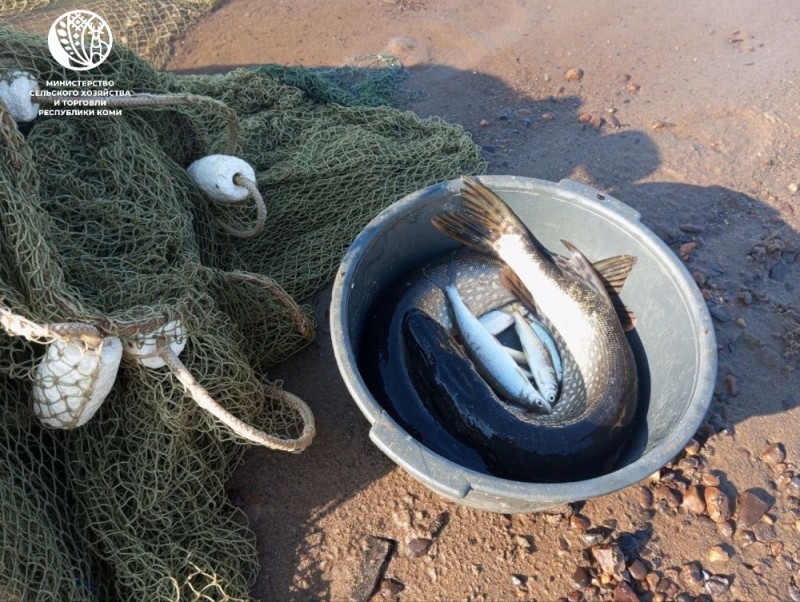 С 2026 года в Коми предоставляются дополнительные меры господдержки для развития аквакультуры