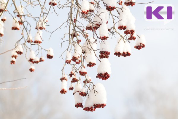 Погода в Коми 25 января: умеренный снег, -12...-18°С
