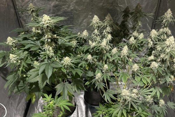 В Ухте полицейские ликвидировали домашнюю мини-ферму по выращиванию конопли и наркосодержащих грибов