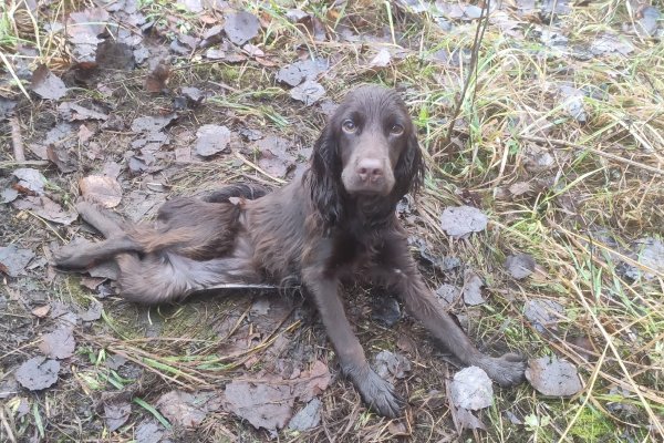 Жительница Удорского района, выбросившая собаку из окна, получила штраф