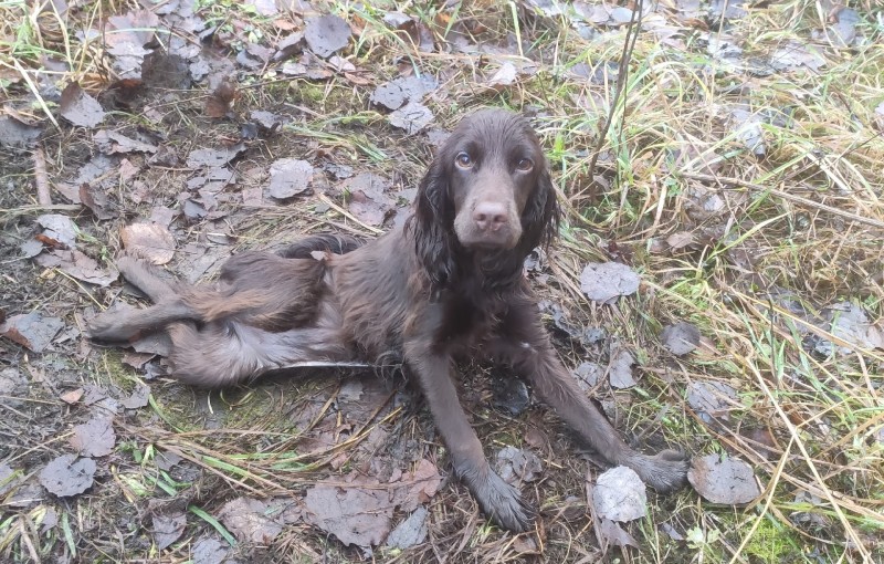 Жительница Удорского района, выбросившая собаку из окна, получила штраф