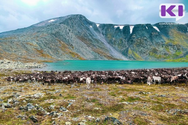 В Коми ищут способы заинтересовать хозяев оленей маркировкой 