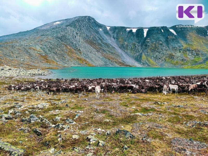 В Коми ищут способы заинтересовать хозяев оленей маркировкой 