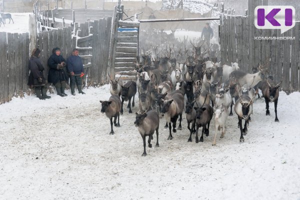 В Инте завершается убойная кампания

