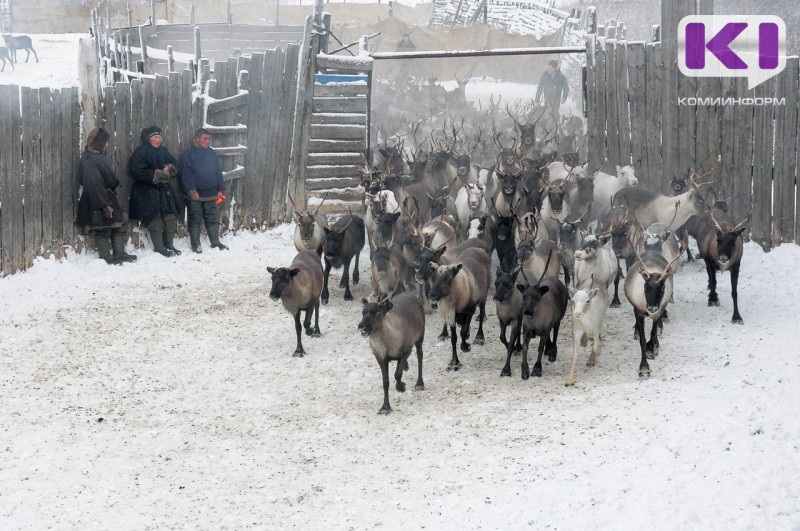 В Инте завершается убойная кампания

