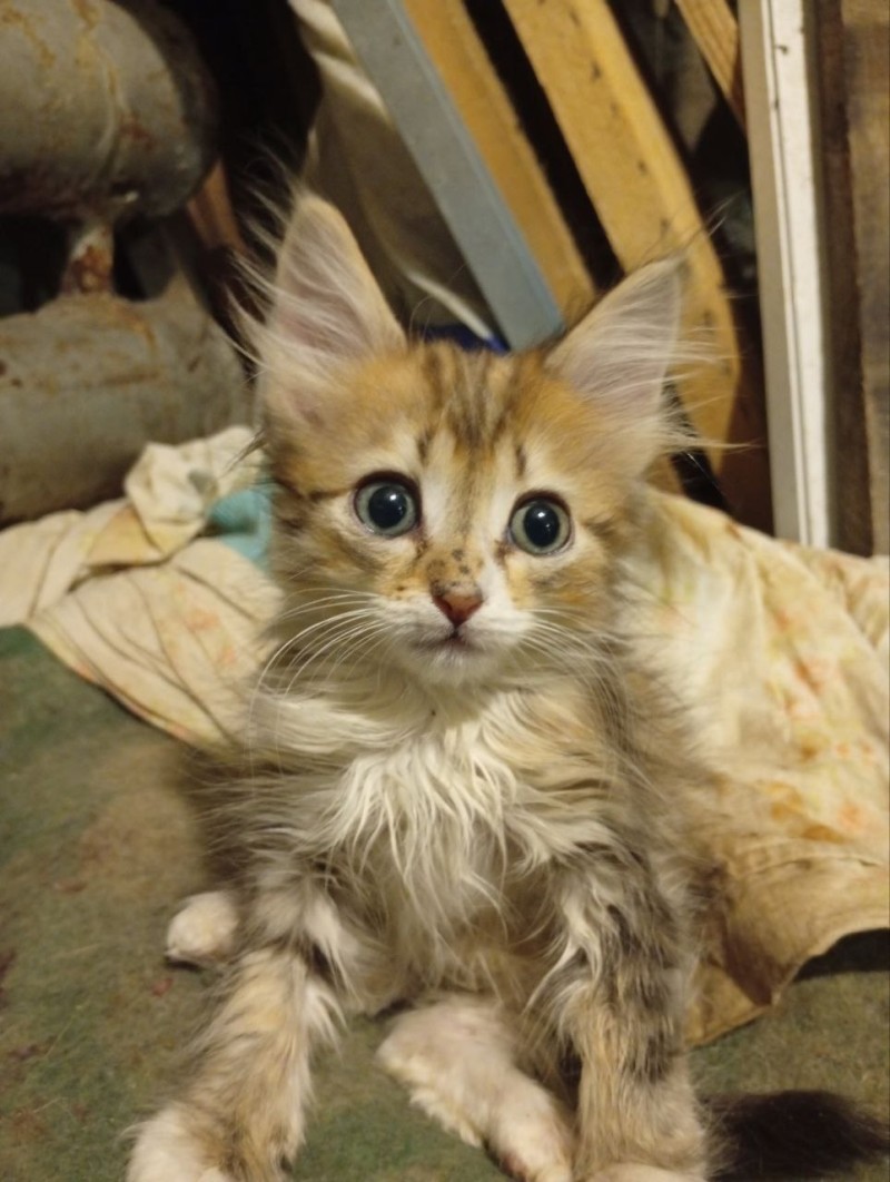 Время на исходе: в Воркуте около 40 кошек могут остаться без крова 