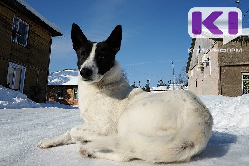 В Сыктывкаре не нашлось желающих заняться отловом бродячих собак