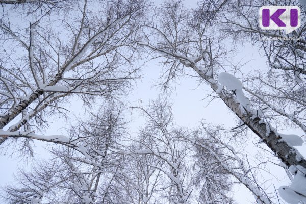 Погода в Коми 3 февраля: потеплеет, небольшой снег