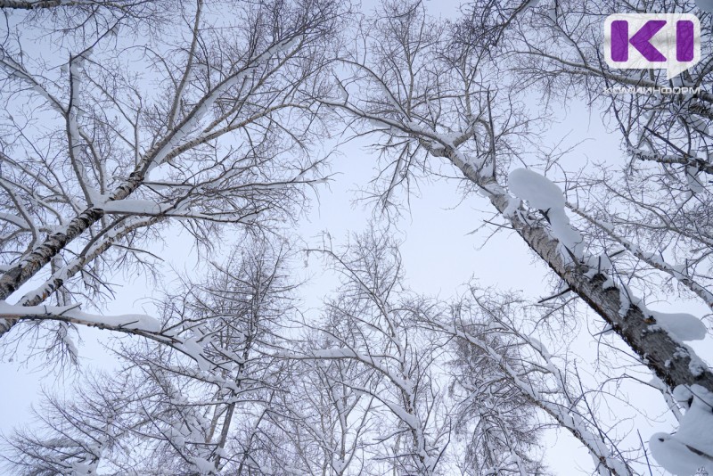 Погода в Коми 3 февраля: потеплеет, небольшой снег