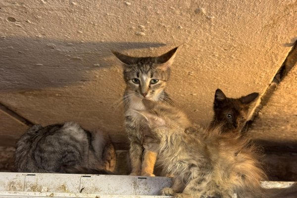 Мэрия Воркуты взяла на карандаш 40 бездомных кошек 