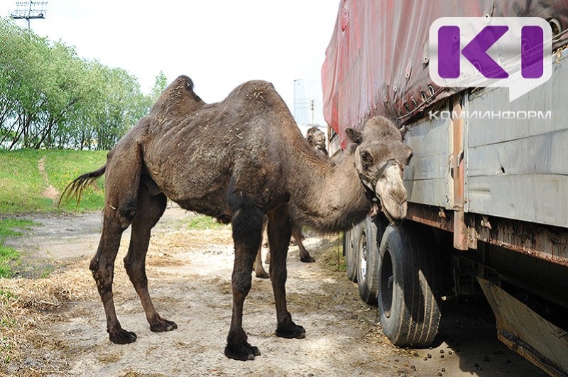 Служба экстренных вызовов 112 начнет принимать сообщения о жестоком обращении с животными 