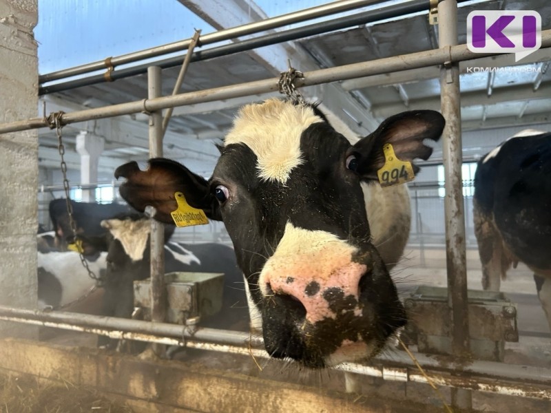 Из руин в коровник: в Пажге открыли ферму на 200 голов после шести лет запустения