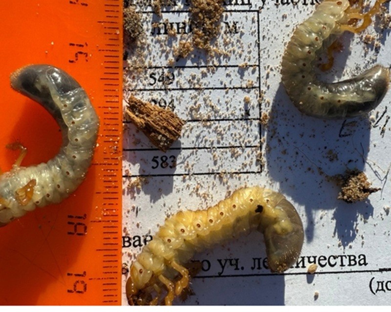 Лес в Коми поедают майский хрущ, трутовики и рак