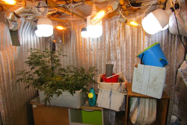 Полицейские задержали воркутинца, который выращивал коноплю в квартире