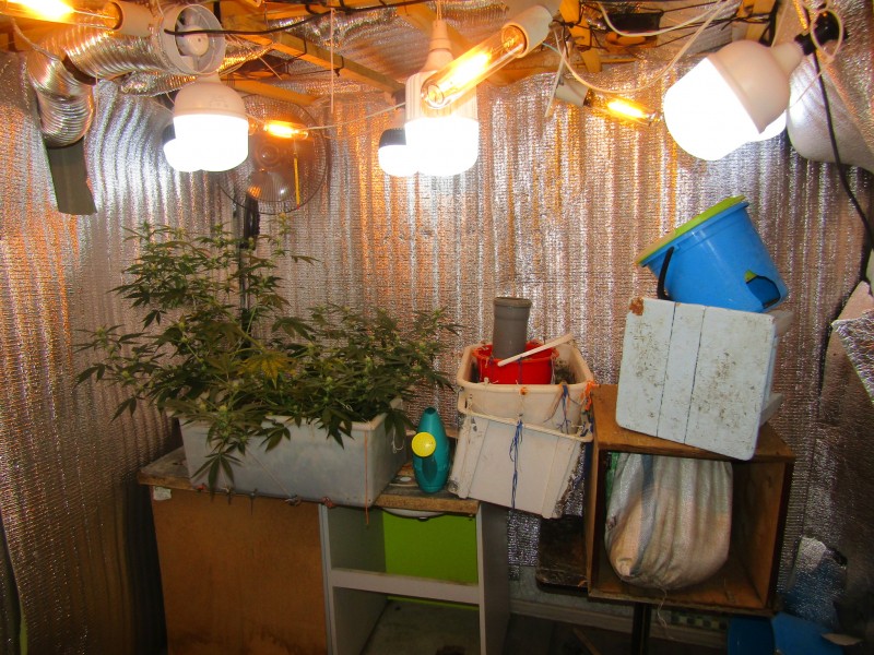 Полицейские задержали воркутинца, который выращивал коноплю в квартире