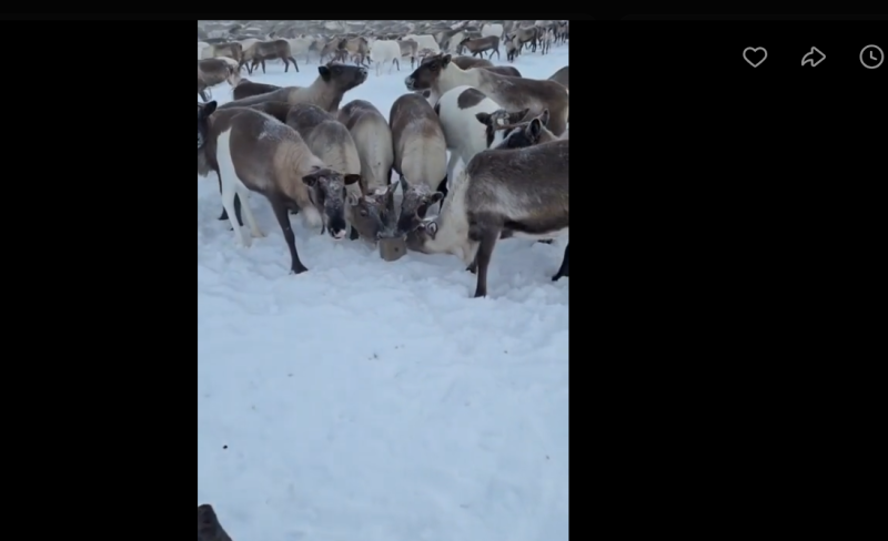 На коми оленях испытают лизунцы со вкусом аниса 