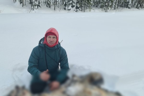 Профессиональный охотник добыл двух волков после многомесячного выслеживания в Сысольском районе