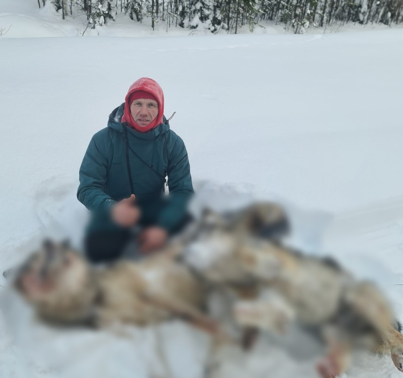 Профессиональный охотник добыл двух волков после многомесячного выслеживания в Сысольском районе