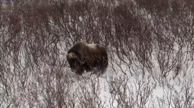 Овцебыков в Воркуте не будет - проект экспериментальной фермы не нашел инвесторов 
