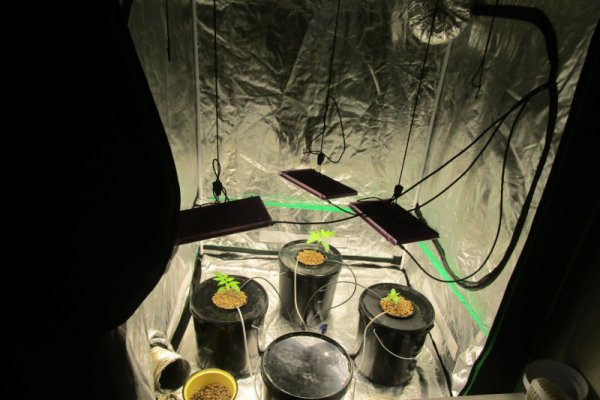 В Воркуте выявили наркопритон и изъяли из незаконного оборота марихуану и кусты конопли

