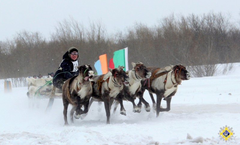 В Инте началась подготовка к празднику оленеводов "Тэрыб кöр" (Быстроногий олень) 
