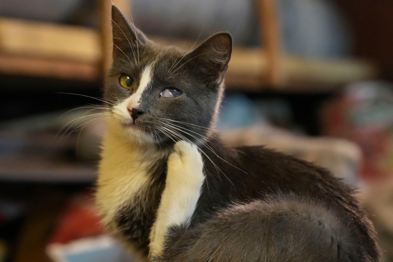 Волонтеры подключились к лечению кошек Петровича в Воркуте 