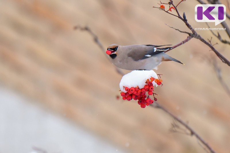 Погода в Коми 18 февраля: северный ветер, небольшой снег