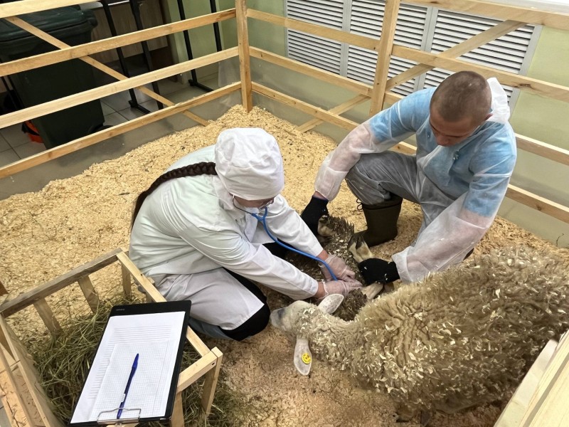 В Коми дан старт региональному этапу чемпионата "Профессионалы" по компетенции "Ветеринария"