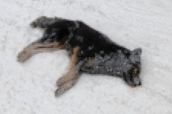 В Усть-Вымском районе разбираются с гибелью безнадзорных собак на улицах