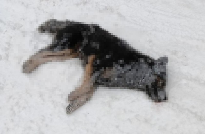 В Усть-Вымском районе разбираются с гибелью безнадзорных собак на улицах